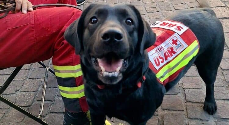 Binomios de bomberos SIMUB se suman a la búsqueda de personas desaparecidas en la capital