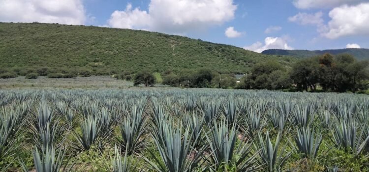 Congreso de Guanajuato aprueba más de un millón de pesos para estudiar sobreproducción de agave