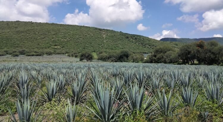 Congreso de Guanajuato aprueba más de un millón de pesos para estudiar sobreproducción de agave