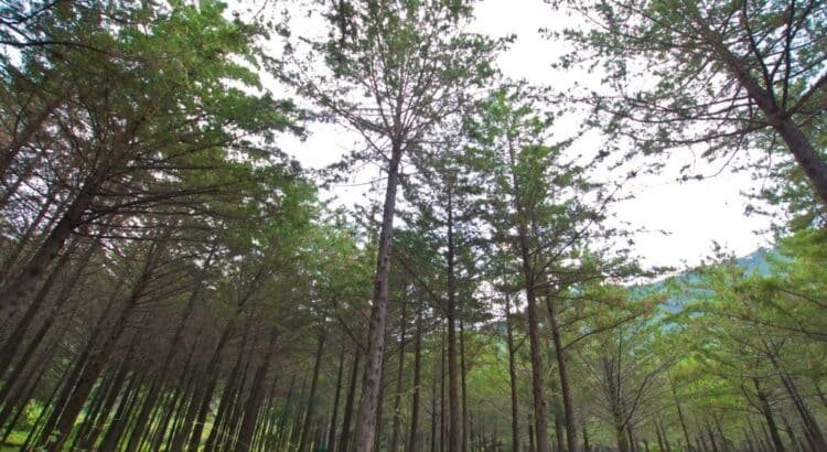 Guanajuato fortalece la conservación ambiental con nuevas Áreas Naturales Protegidas