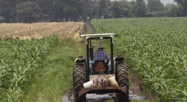 Los productores de cebada en Guanajuato enfrentan precios injustos