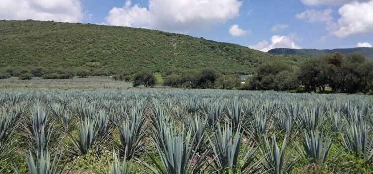 Sobre oferta en la producción de agave en Guanajuato