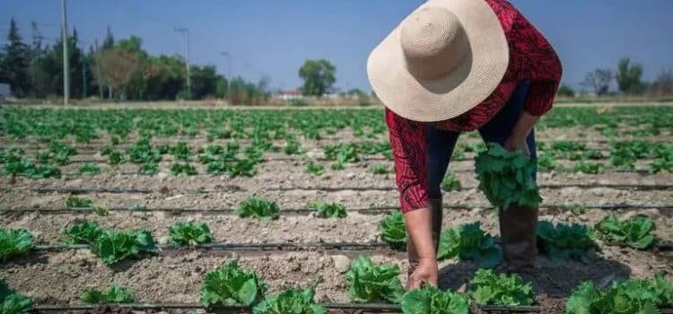 Productores agrícolas de Guanajuato buscan mejorar rendimiento en próxima cosecha