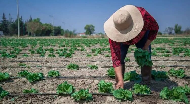 Productores agrícolas de Guanajuato buscan mejorar rendimiento en próxima cosecha