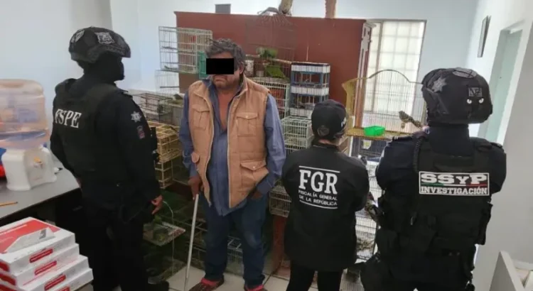 Decomisan más de 100 aves en peligro de extinción en Guanajuato