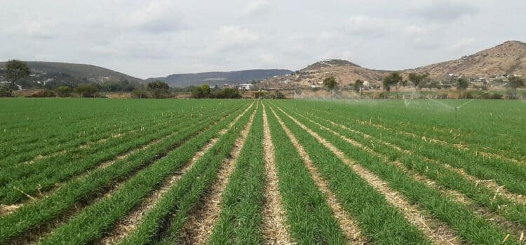 Guanajuato impulsa alternativas sostenibles ante los retos de la agricultura convencional