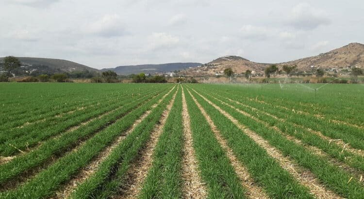 Guanajuato impulsa alternativas sostenibles ante los retos de la agricultura convencional