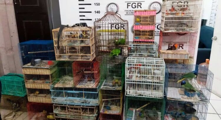 Profepa rescata 176 aves silvestres que eran vendidas ilegalmente en Guanajuato