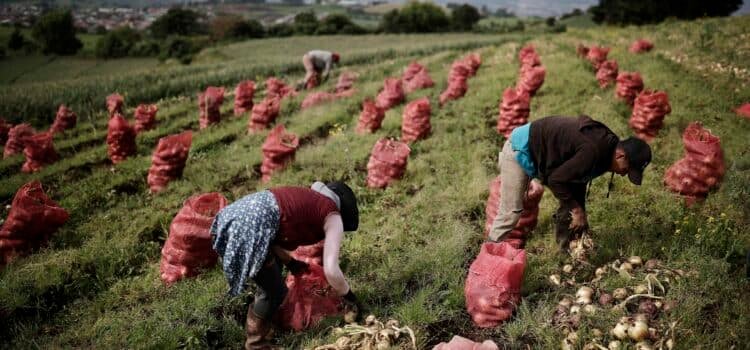 Agricultura presenta el programa Cosechando Soberanía en gira sectorial por Guanajuato