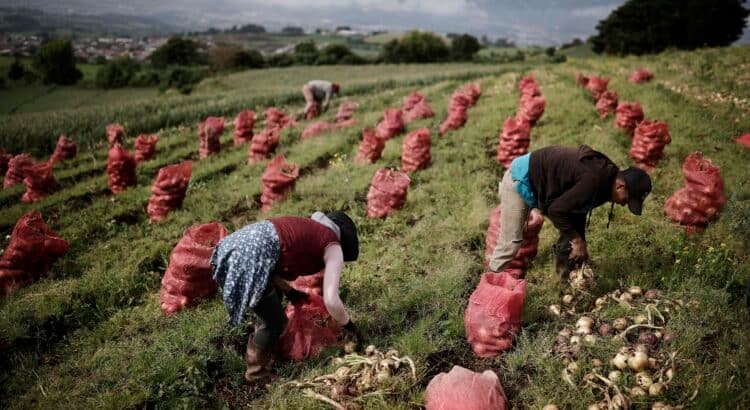 Agricultura presenta el programa Cosechando Soberanía en gira sectorial por Guanajuato