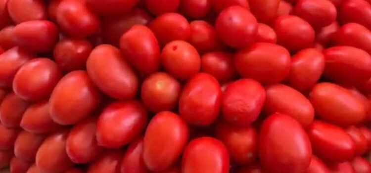 Impone Estados Unidos aranceles del 17 % al tomate mexicano Impone Estados Unidos aranceles del 17 % al tomate mexicano
