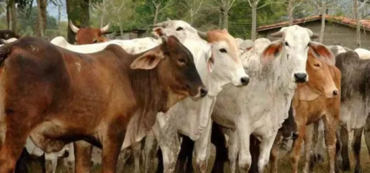 Guanajuato refuerza vigilancia para impedir ingreso del gusano barrenador