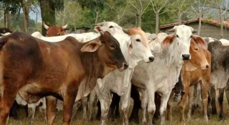 Guanajuato refuerza vigilancia para impedir ingreso del gusano barrenador