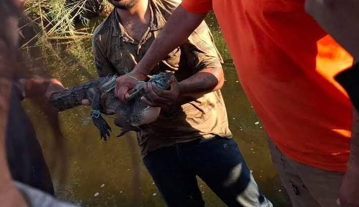 Encuentran cocodrilo en la Sierra Gorda de Guanajuato