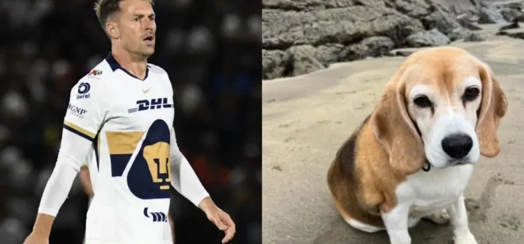Aaron Ramsey ofrece recompensa millonaria por su perro perdido en Guanajuato