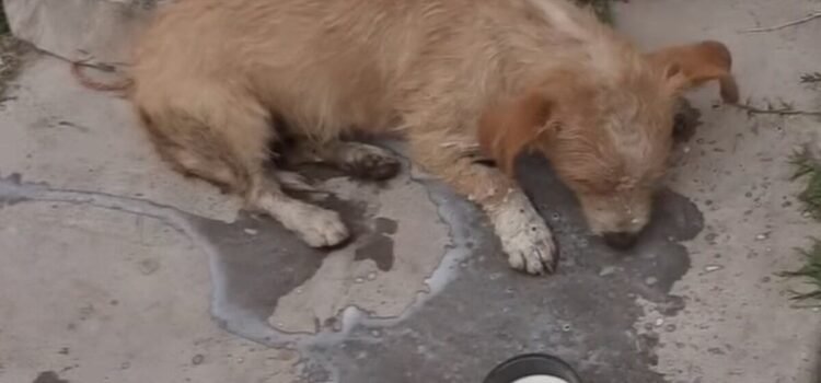 Alerta por envenenamiento masivo de mascotas en Guanajuato