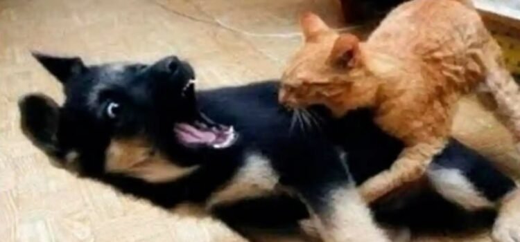 Recién casados quieren divorciarse… porque su perro y su gato no se llevan bien Recién casados quieren divorciarse… porque su perro y su gato no se llevan bien