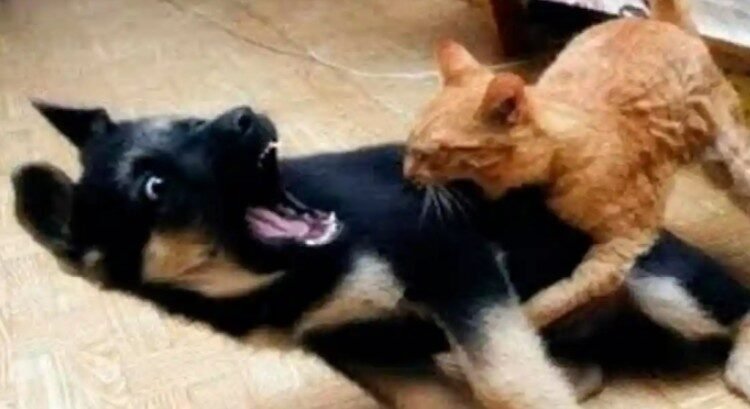 Recién casados quieren divorciarse… porque su perro y su gato no se llevan bien Recién casados quieren divorciarse… porque su perro y su gato no se llevan bien