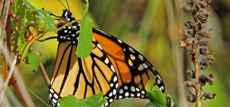 Guanajuato consolida proyecto de monitoreo de la mariposa monarca Guanajuato consolida proyecto de monitoreo de la mariposa monarca