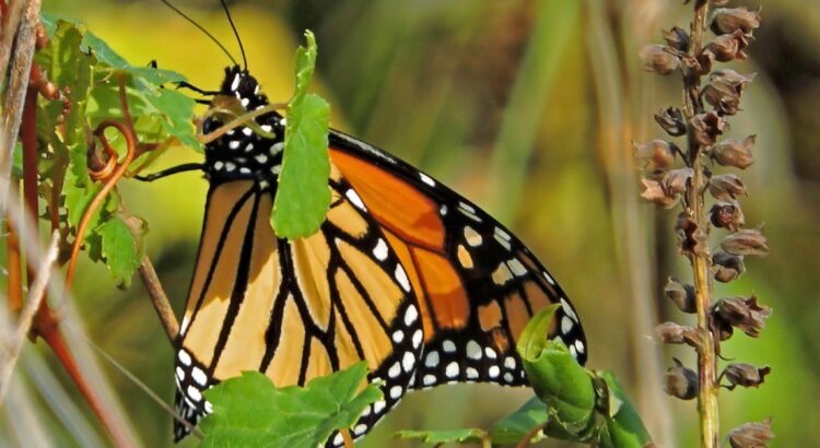 Guanajuato consolida proyecto de monitoreo de la mariposa monarca