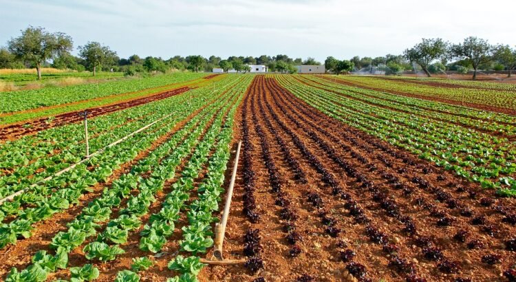 Guanajuato impulsa el sector agroalimentario ante la caída de la industria automotriz