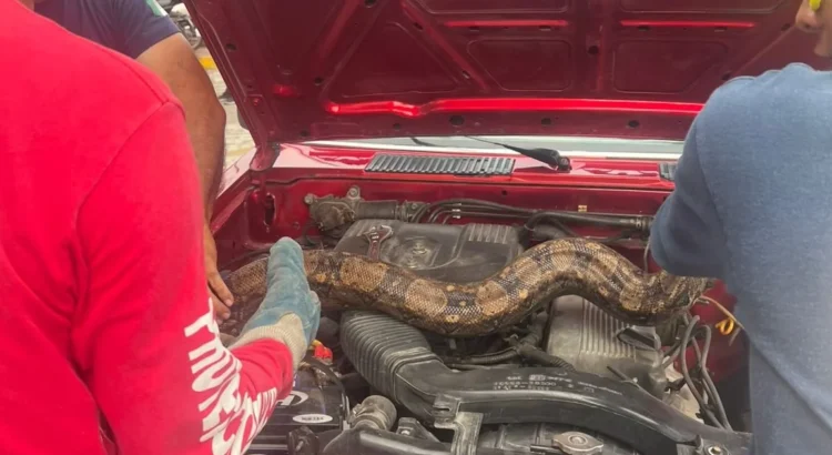 Bomberos auxilian a mujer que traía una boa en el motor de su auto