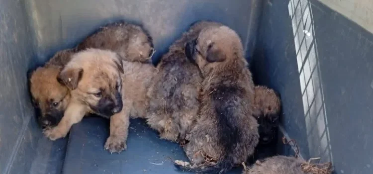 Rescatan a seis cachorros durante incendio de pastizal en Guanajuato