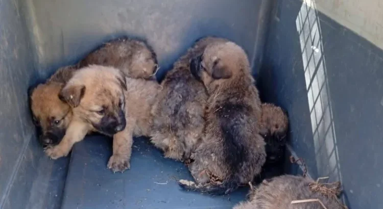 Rescatan a seis cachorros durante incendio de pastizal en Guanajuato