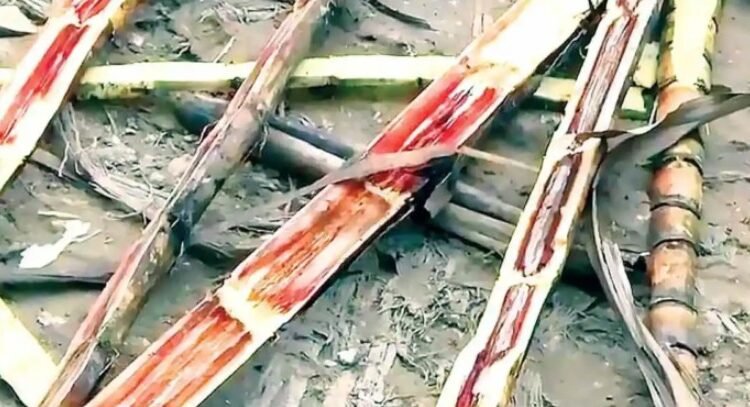 Reportan cañeros veracruzanos pérdidas severas por ataque de hongo