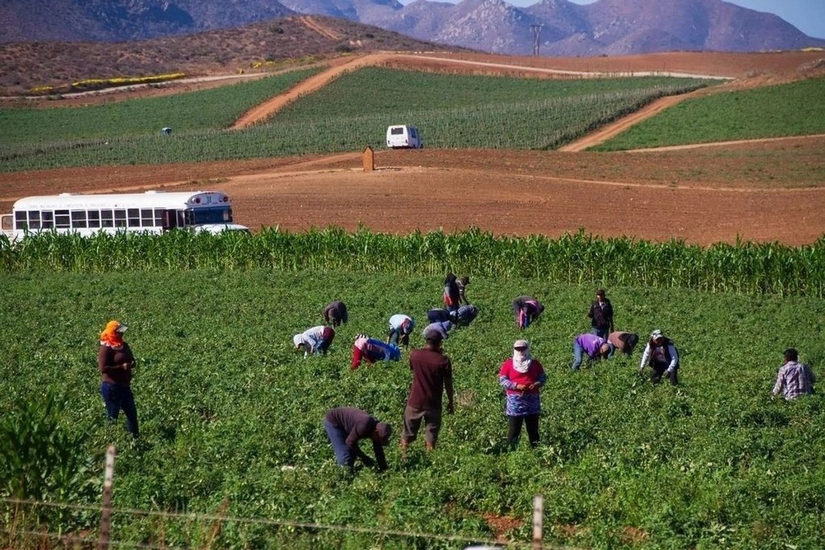 Gobierno entregará 40 mil pesos a 36 mil familias jornaleras de San Quintín, anuncia Sheinbaum