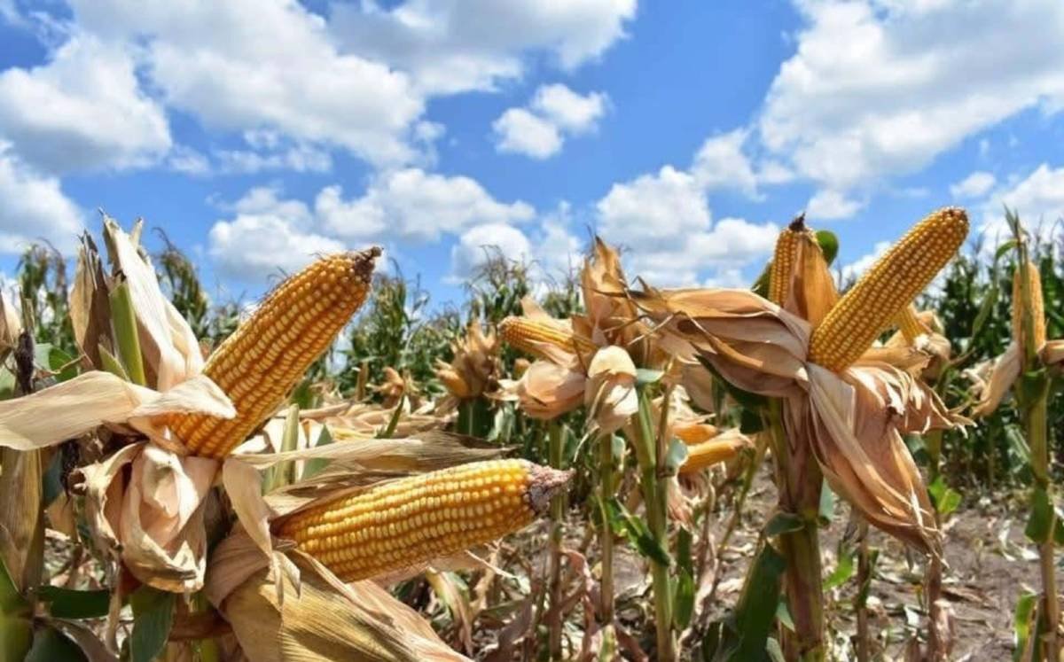 Gobierno de Guanajuato mantiene diálogo con agricultores ante la incertidumbre por el precio del maíz