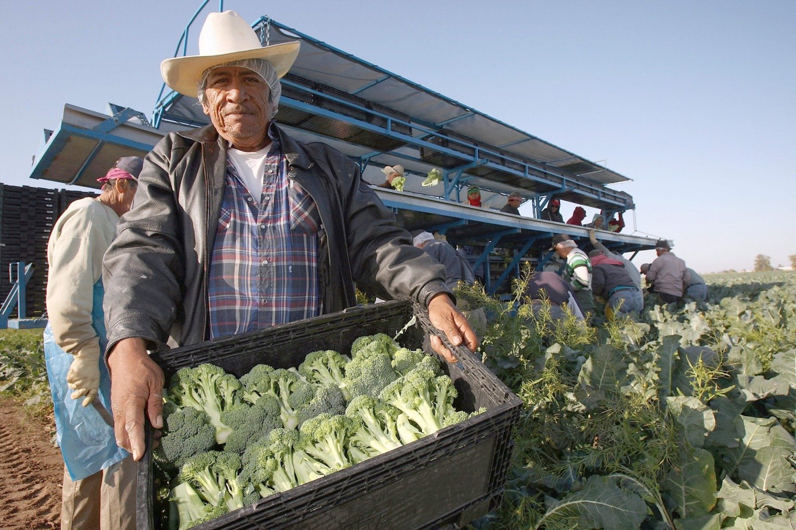 Guanajuato fortalece su perfil agroexportador con hortalizas, brócoli y berries